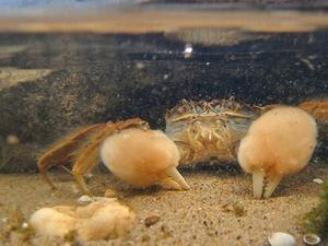 Satwa Invasif Ikut Menyebar Lewat Jalur Sutra Abad ke-21 Milik China