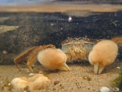 Satwa Invasif Ikut Menyebar Lewat Jalur Sutra Abad ke-21 Milik China