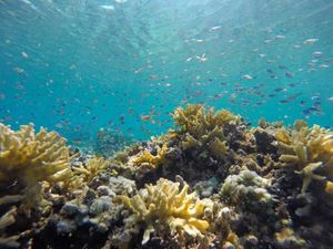 Hari Laut Sedunia 2020, Ini Sejarah dan Temanya Hari Laut Sedunia 2020, Ini Sejarah dan Temanya