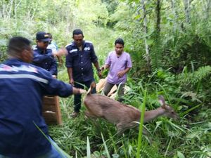 BKSDA Maluku Lepasliarkan 3 Rusa Timor yang Diserahkan Masyarakat