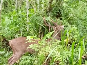 Ada Satwa Dilindungi di Hutan UB, Hewan Apa Ya?