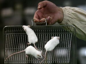 Geger Tikus di Cipete Jaksel Kena Leptospirosis, Apa Itu? Geger Tikus di Cipete Jaksel Kena Leptospirosis, Apa Itu?