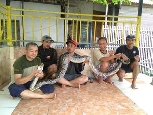 Ular Sanca Muncul di Tengah Banjir di Perum GPS Bekasi