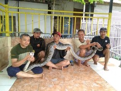 Ular Sanca Muncul di Tengah Banjir di Perum GPS Bekasi