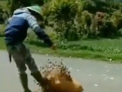 Viral Petani di Jambi Buang Kentang hingga Cabai ke Jalan