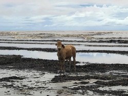 Kawanan Sapi Tersapu Banjir ke Pantai Penuh Buaya di Australia