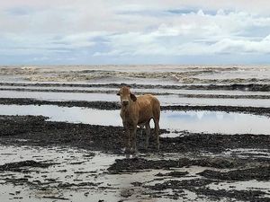 Kawanan Sapi Tersapu Banjir ke Pantai Penuh Buaya di Australia Kawanan Sapi Tersapu Banjir ke Pantai Penuh Buaya di Australia