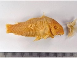 Pria Mabuk Telan Lele Berbisa Hidup-hidup, Berakhir di Meja Operasi