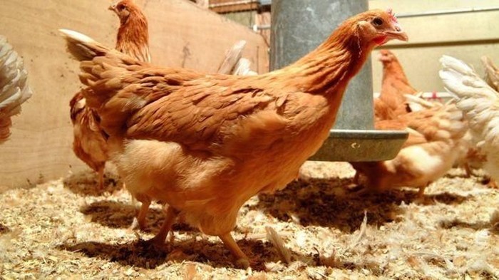 Ayam Rekayasa Genetik Ini Hasilkan Telur Mengandung Obat Kanker