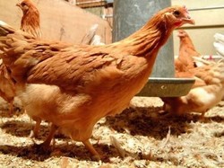 Ayam Rekayasa Genetik Ini Hasilkan Telur Mengandung Obat Kanker