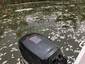 Duh! Ratusan Ribu Ikan di Sungai Australia Mati Massal Duh! Ratusan Ribu Ikan di Sungai Australia Mati Massal