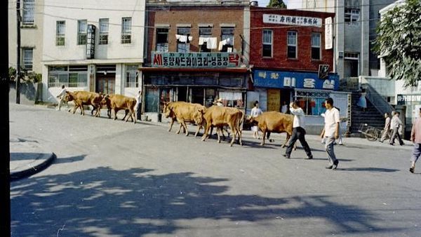 Potret Langka Kota Seoul Masih Melarat, Sapi Pun Berkeliaran