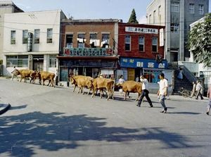 Potret Langka Kota Seoul Masih Melarat, Sapi Pun Berkeliaran