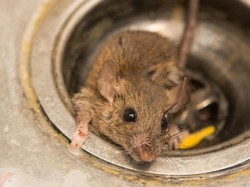 Jangan Sembarangan, Begini Cara Buang Bangkai Tikus yang Benar