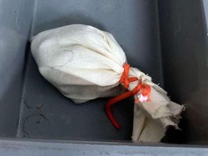 Ups! Turis Ini Ketahuan Selundupkan Ular di... Celananya