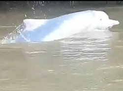 Kejadian Langka! Lumba-lumba Putih Muncul di Sungai Labura Sumut