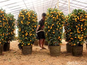 Perayaan Tahun Baru Imlek, Begini Pernak-pernik Dekorasinya