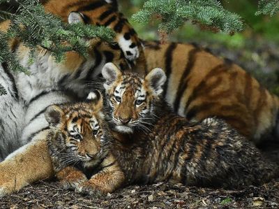 Melihat Tingkah Bayi Harimau Amur yang Bikin Gemas