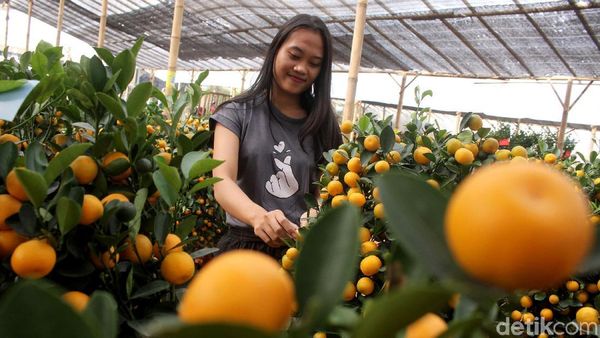 Laris Manis Si Jeruk Keberuntungan Jelang Imlek