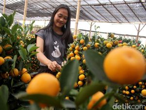 Laris Manis Si Jeruk Keberuntungan Jelang Imlek