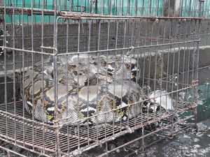 Aksi Heroik Maman, Penangkap Ular Sanca di Tengah Banjir di Bekasi