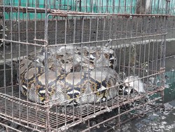 Aksi Heroik Maman, Penangkap Ular Sanca di Tengah Banjir di Bekasi