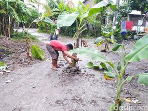Jalan Rusak Ditanami Pohon Pisang di Semarang Bakal Dibeton
