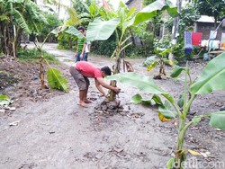 Jalan Rusak Ditanami Pohon Pisang di Semarang Bakal Dibeton