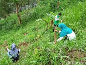 Cegah Banjir Bandang, 10 Ribu Bibit Pohon Ditanam di Lereng Bromo