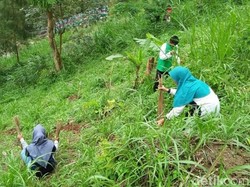 Cegah Banjir Bandang, 10 Ribu Bibit Pohon Ditanam di Lereng Bromo