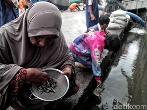 Pasca Banjir Rob, Warga Muara Angke Cari Ikan di Selokan