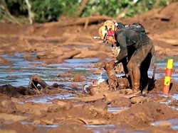Tim Penyelamat Brasil Evakuasi Hewan Terdampak Bencana