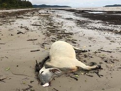 Banjir Dahsyat di Australia Tewaskan Ratusan Ribu Sapi