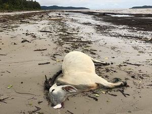 Banjir Dahsyat di Australia Tewaskan Ratusan Ribu Sapi Banjir Dahsyat di Australia Tewaskan Ratusan Ribu Sapi