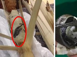 Kaget! Beli Ketan Bakar Bambu, Wanita Ini Temukan Kadal Mati