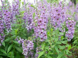 11 Jenis Tanaman Hias Pengusir Nyamuk