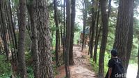 Foto: Hutan Pinus yang Indah Ini Bukan di Pulau Jawa