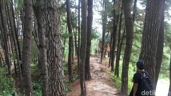 Foto: Hutan Pinus yang Indah Ini Bukan di Pulau Jawa