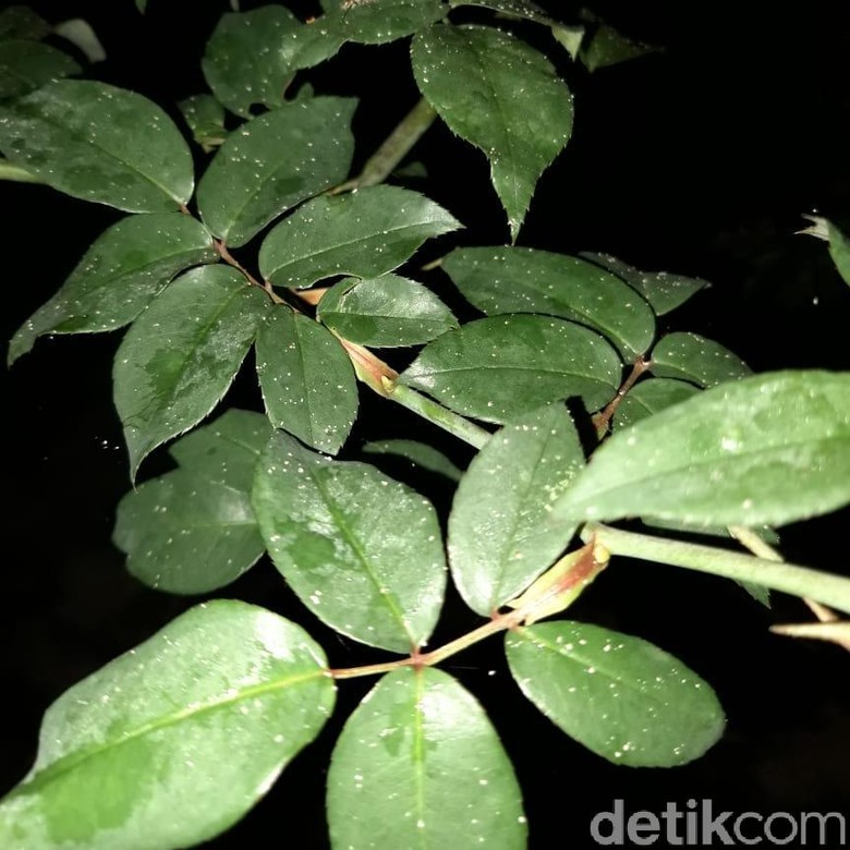 Hujan Abu Melanda Lereng Timur Gunung Merapi Malam Ini