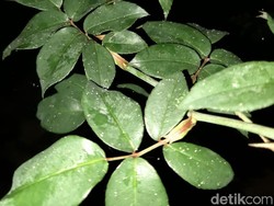 Hujan Abu Melanda Lereng Timur Gunung Merapi Malam Ini