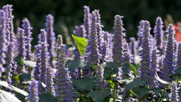 lavender