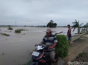 Ratusan Hektare Sawah di Jepara Terendam Banjir