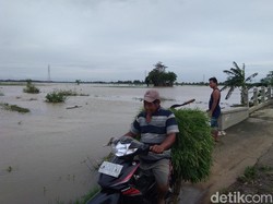 Ratusan Hektare Sawah di Jepara Terendam Banjir