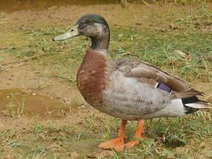 Ditinggal Mati Bebek Paling Kesepian, Pulau di Pasifik Berkabung