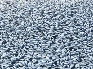 Kematian Ratusan Ribu Ikan di Australia Tak Terkendali