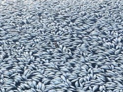 Kematian Ratusan Ribu Ikan di Australia Tak Terkendali