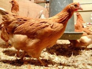 Ilmuwan Berhasil Modifikasi Ayam Untuk Hasilkan Telur Pencegah Kanker