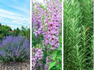 5 Tanaman yang Mirip Lavender Si Penangkal Nyamuk DBD, Awas Terkecoh