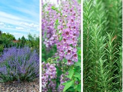 5 Tanaman yang Mirip Lavender Si Penangkal Nyamuk DBD, Awas Terkecoh