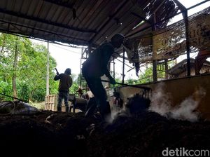 Bermanfaat! di Tempat Ini Sampah Diubah jadi Pupuk Kompos Bermanfaat! di Tempat Ini Sampah Diubah jadi Pupuk Kompos